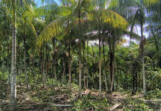 Projeto vai estruturar a cadeia do açaí nativo e ampliar renda em Tapauá no Amazonas