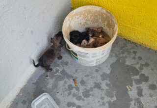 Abandono cruel de cinco cachorrinhos no Residencial Ozias Monteiro II.